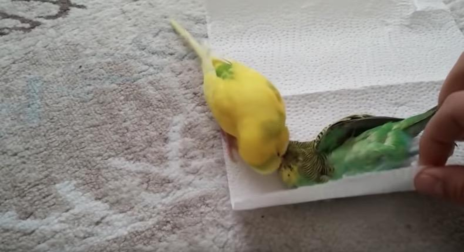 VIDEO: El loro que "llora" a su amigo y conmueve en las redes