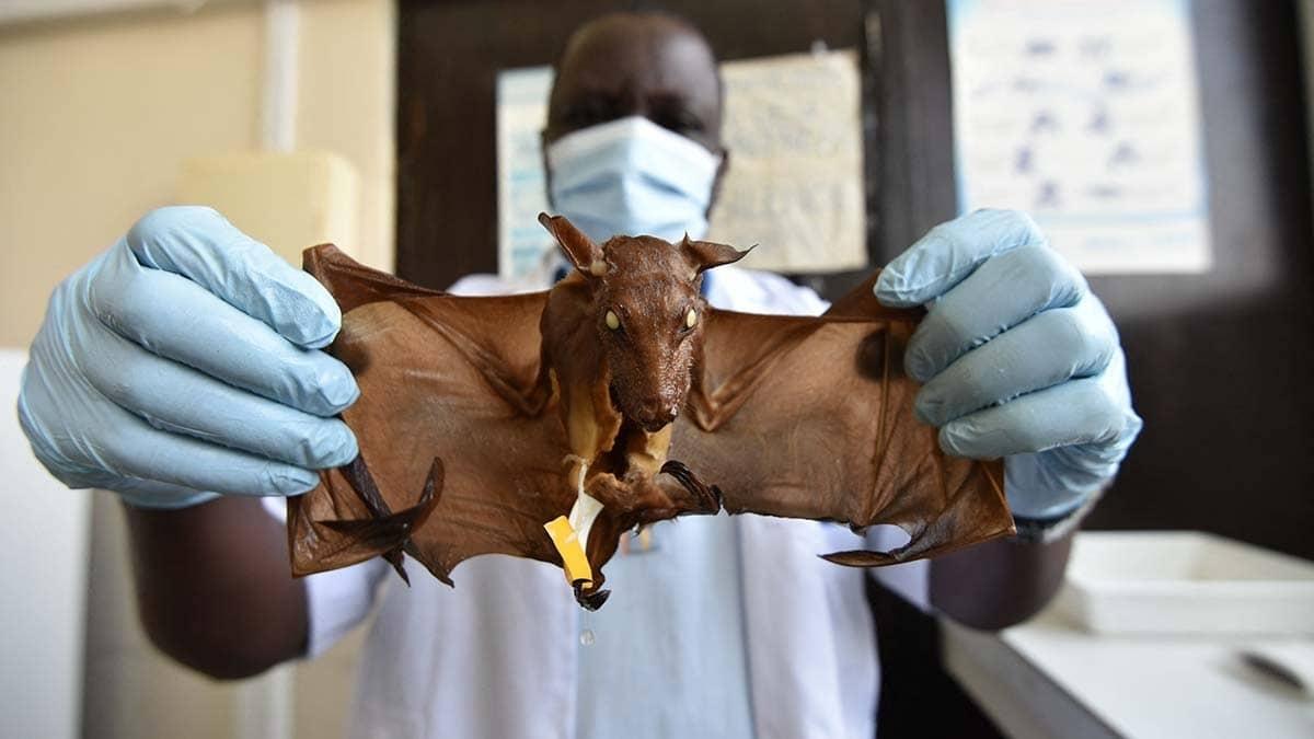 OMS alerta en África por virus de Marburgo que causa grave enfermedad