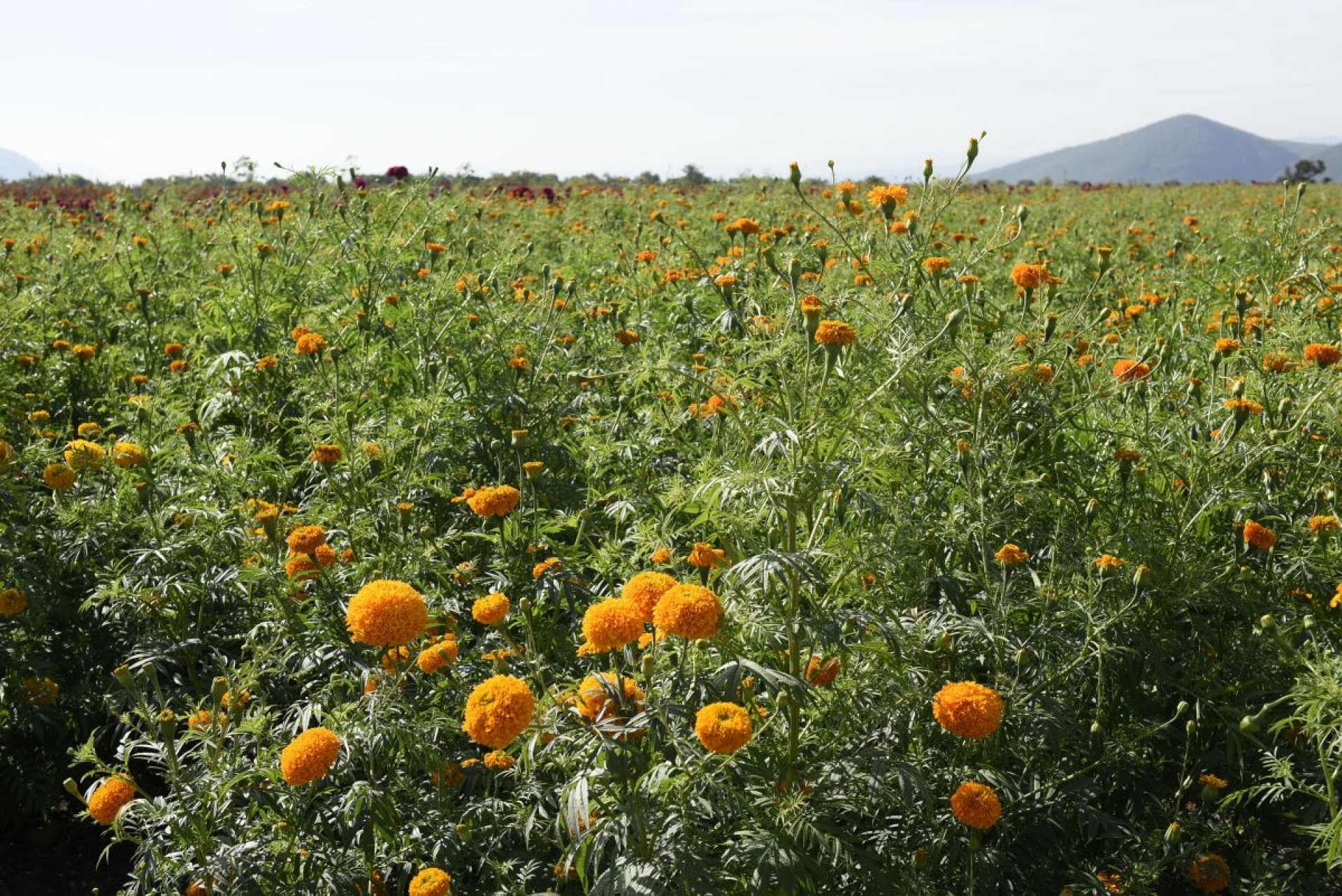 Temen bajas ventas de la flor de cempasúchil