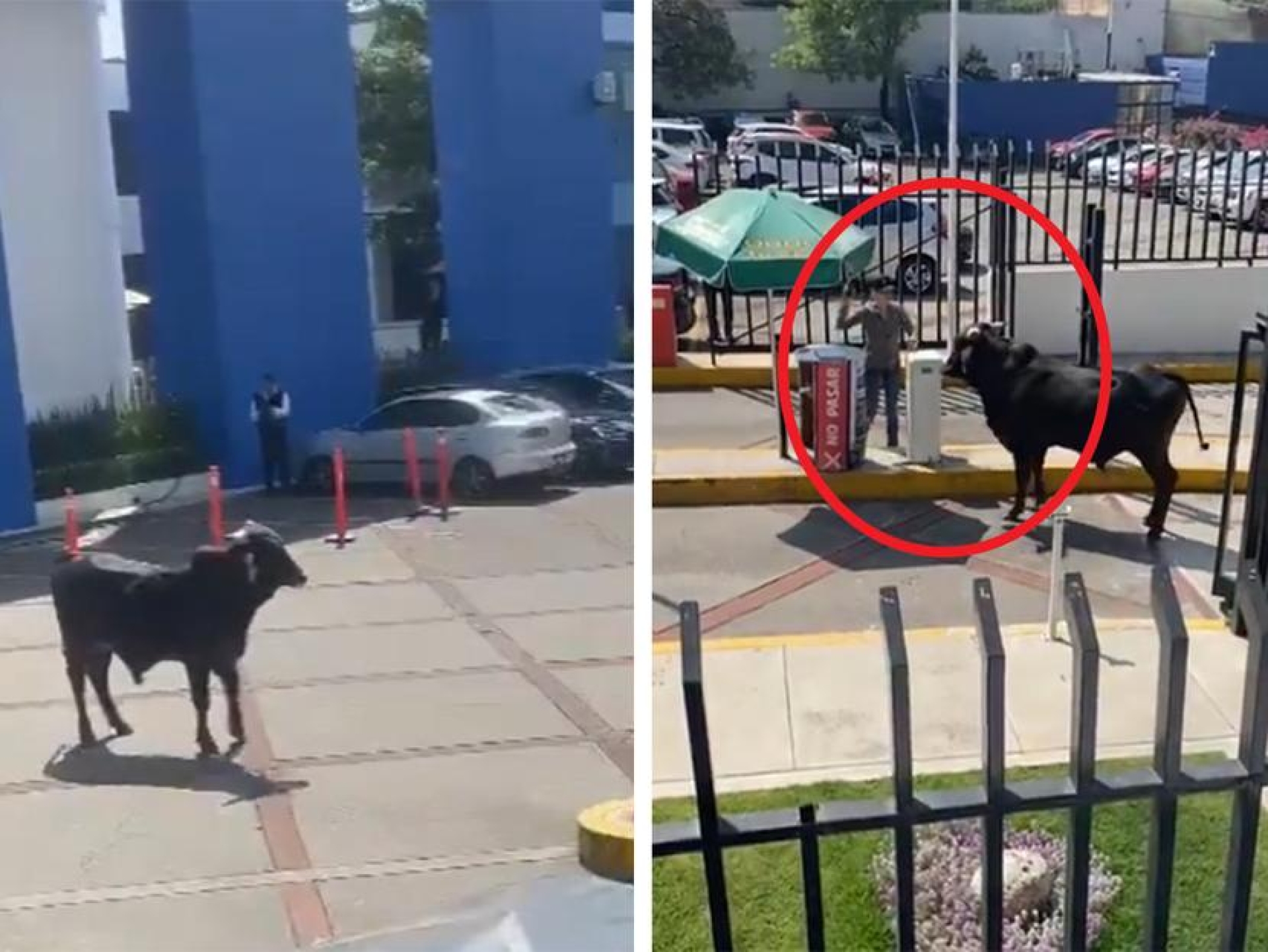 Toro irrumpe en 'La Salle CDMX' y desata risas en redes sociales