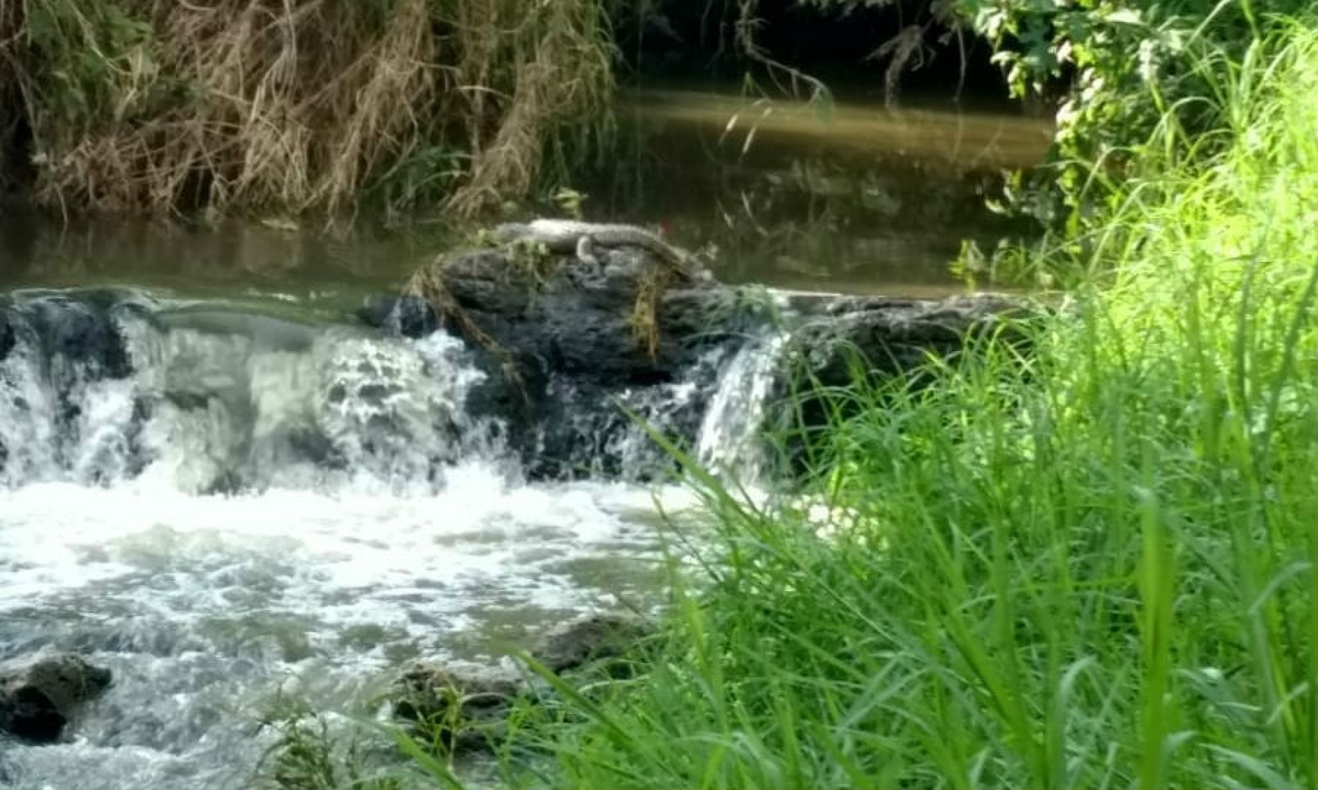 Reportan hallazgo de cocodrilo en barranca de Jiutepec