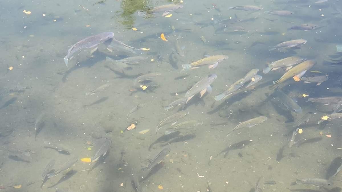 A la baja, producción de mojarra en Coatetelco y El Rodeo