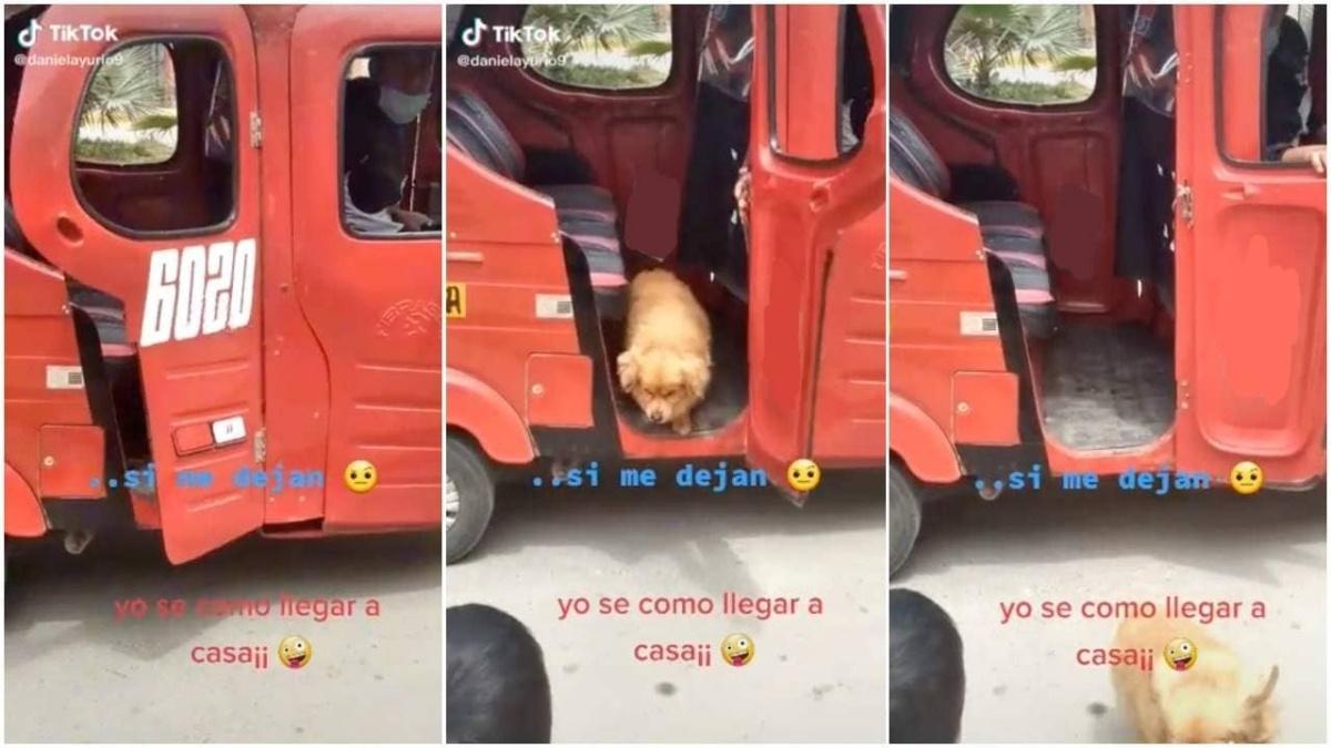 Perro escapa de su casa y regresa en mototaxi