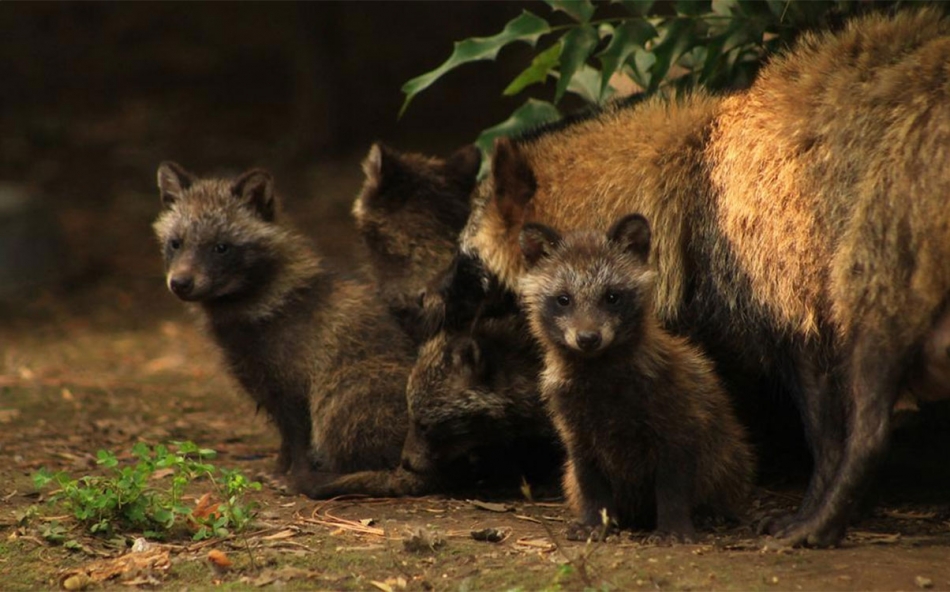 Nueve perros mapache nacen en el Zoológico de Chapultepec