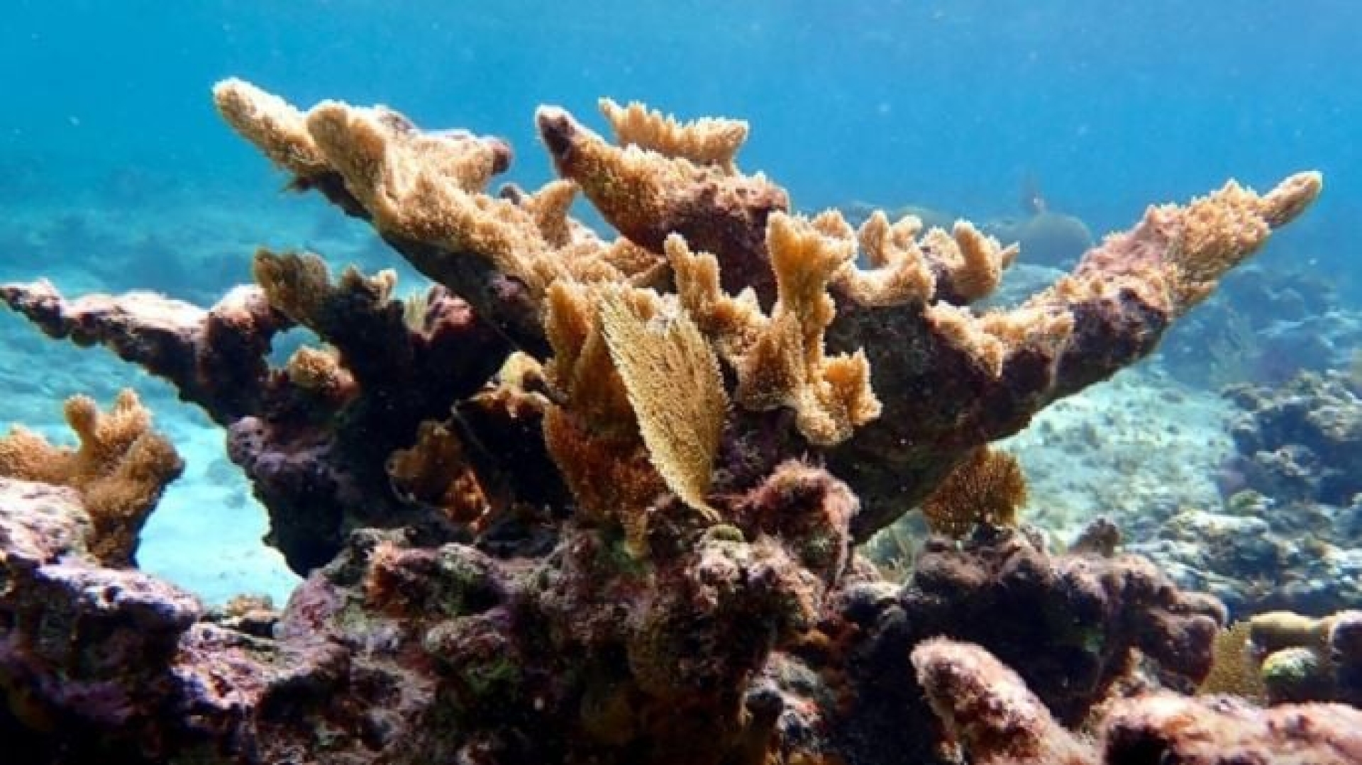 Más del 40% de las especies de coral están en peligro de extinción