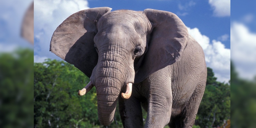 El elefante en crisis