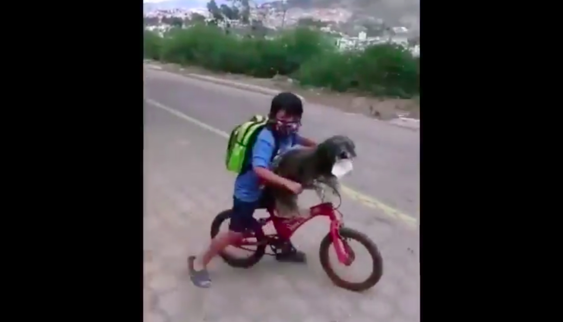 Mira el amor de este niño hacia su mascota, le hace usar cubrebocas