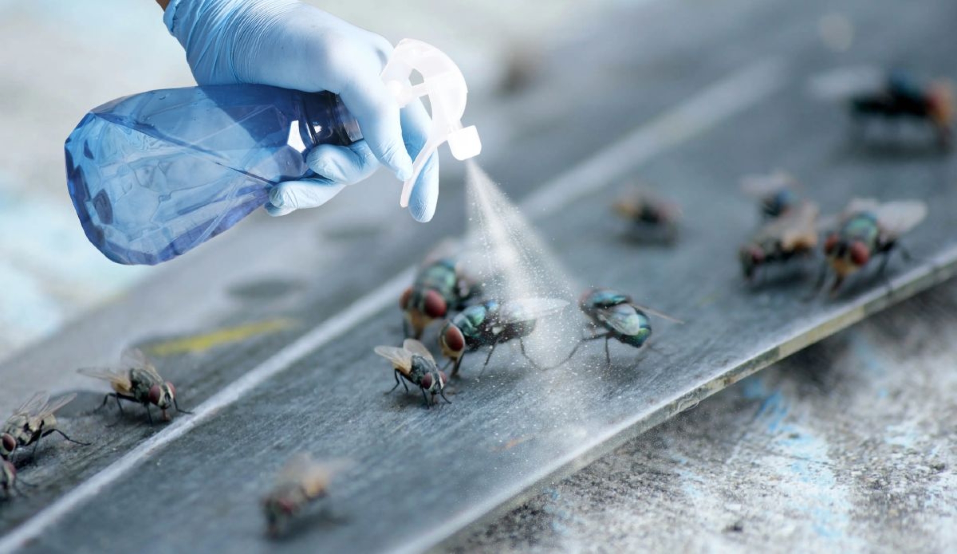 Trucos sencillos para mantener las moscas fuera del hogar
