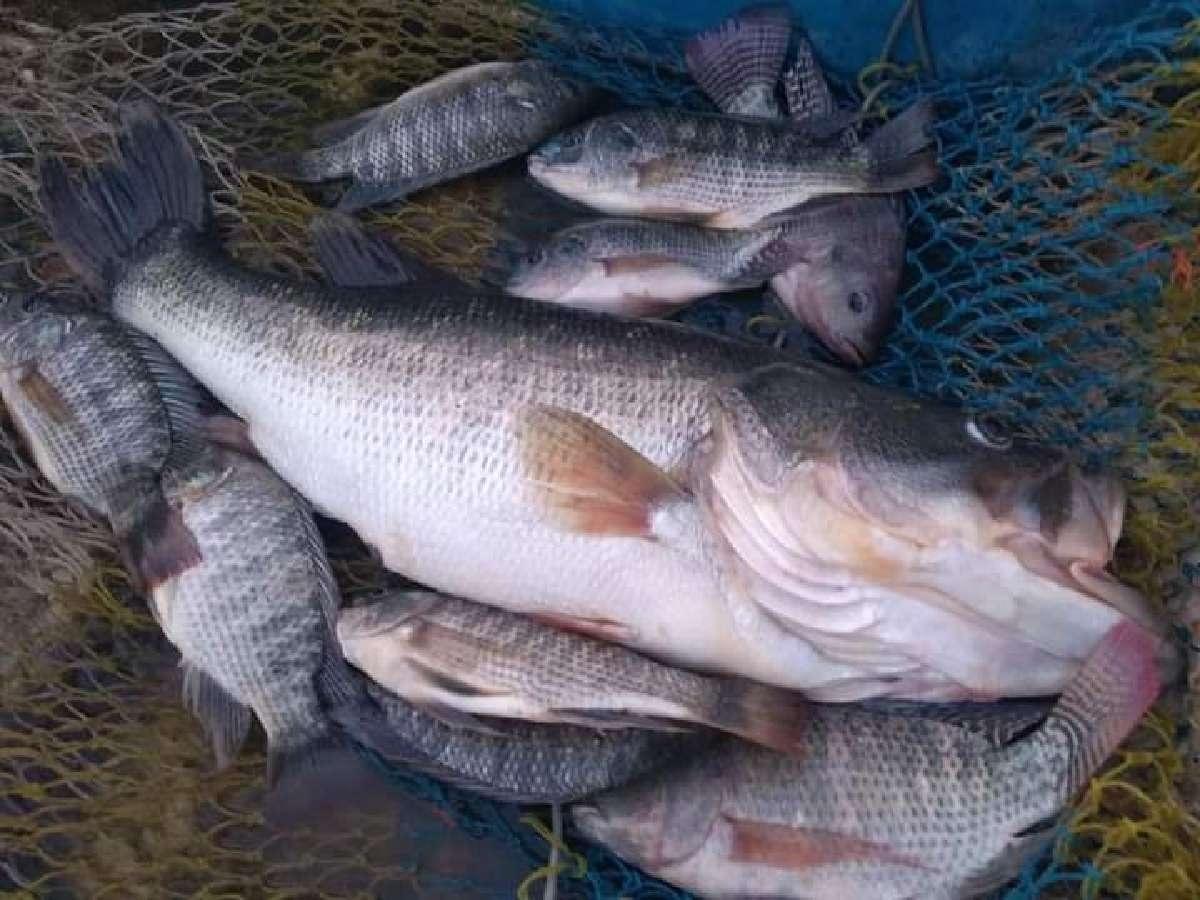 Sigue la pesca en El Rodeo y Coatetelco