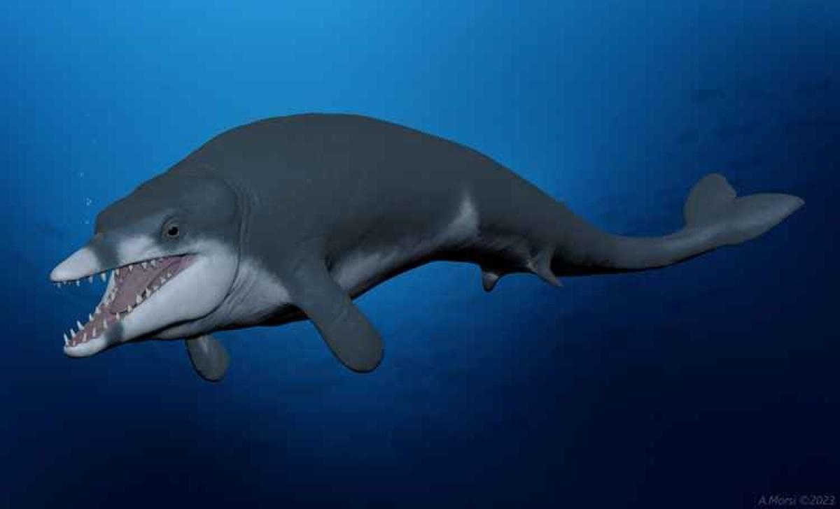 Descubren fósil de pequeña ballena que vivió hace 41 millones de años