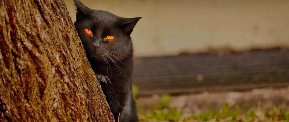 Un gato ladra como un perro hasta que lo descubren