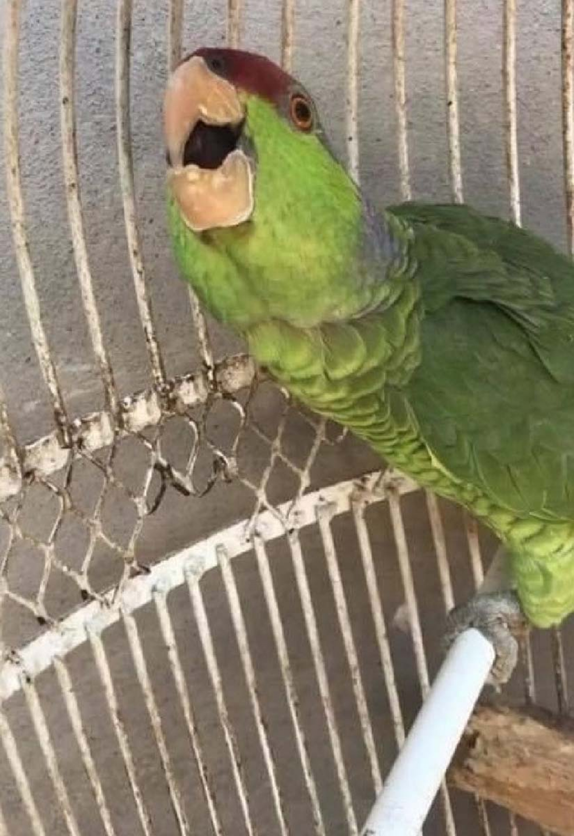 Recuperan un vehículo y un loro robados en Jojutla