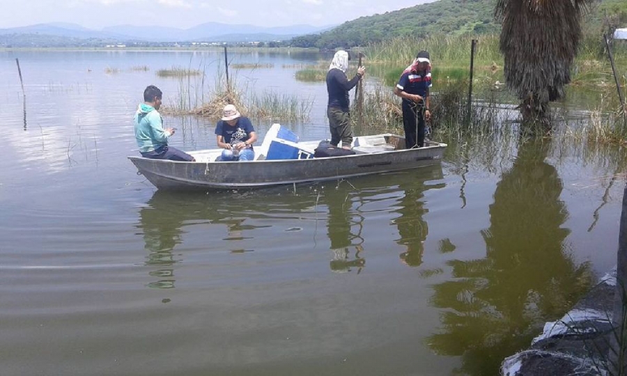 Analizarán implementar jaulas flotantes en lagunas de Miacatlán