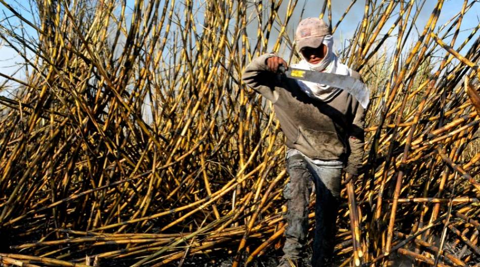 Arranca la zafra en “La Abeja” de Casasano