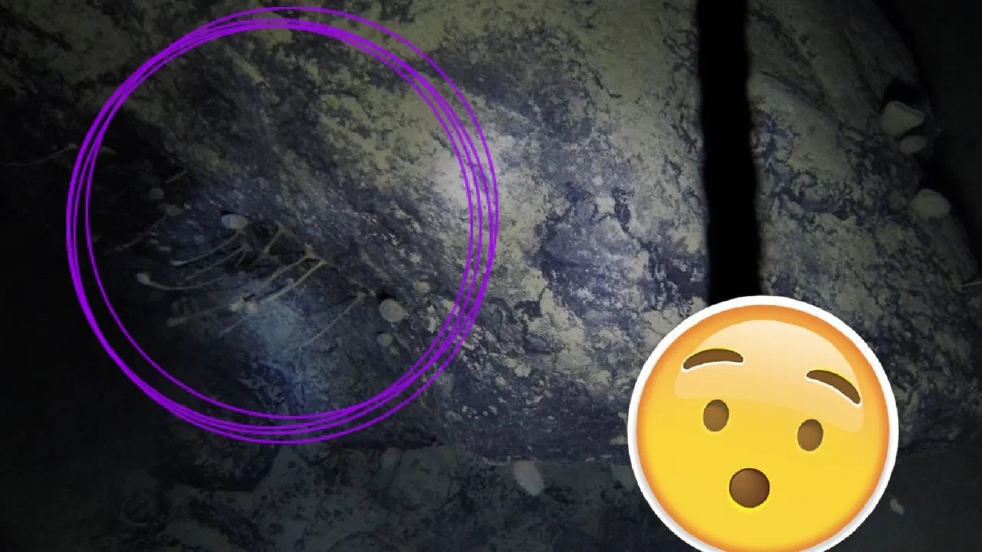 Encuentran extraños animales bajo el hielo de la Antártida