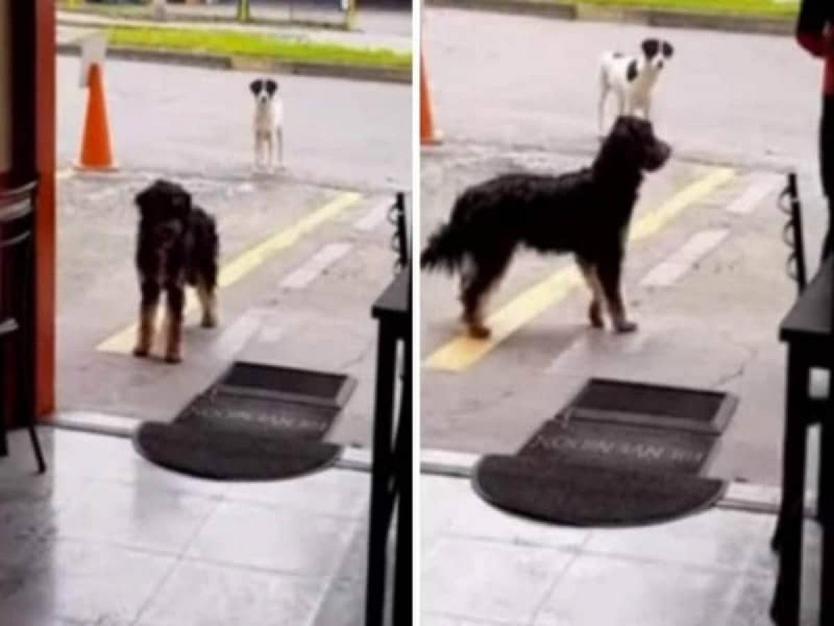 Perro invita a comer a un restaurante a su mejor amigo