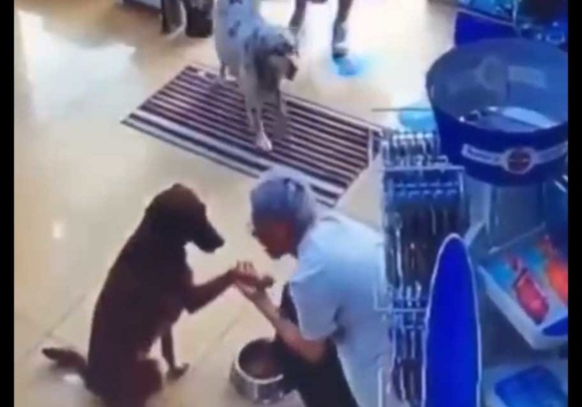 Perrito callejero que pide ayuda en veterinaria conmueve internet