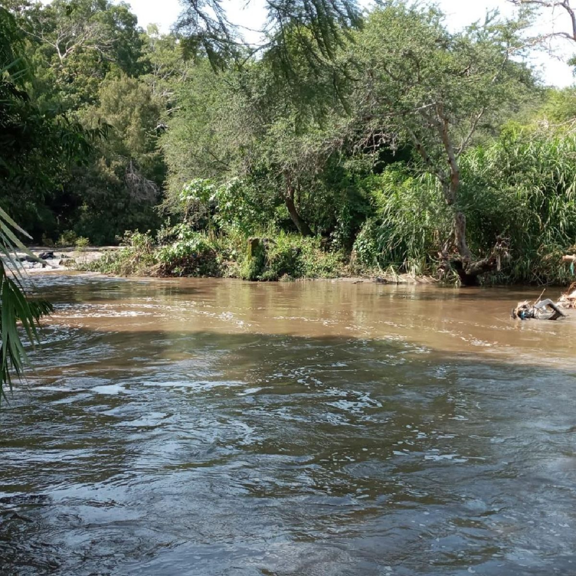 Protección Civil de Xoxocotla busca cocodrilos en el río Apatlaco