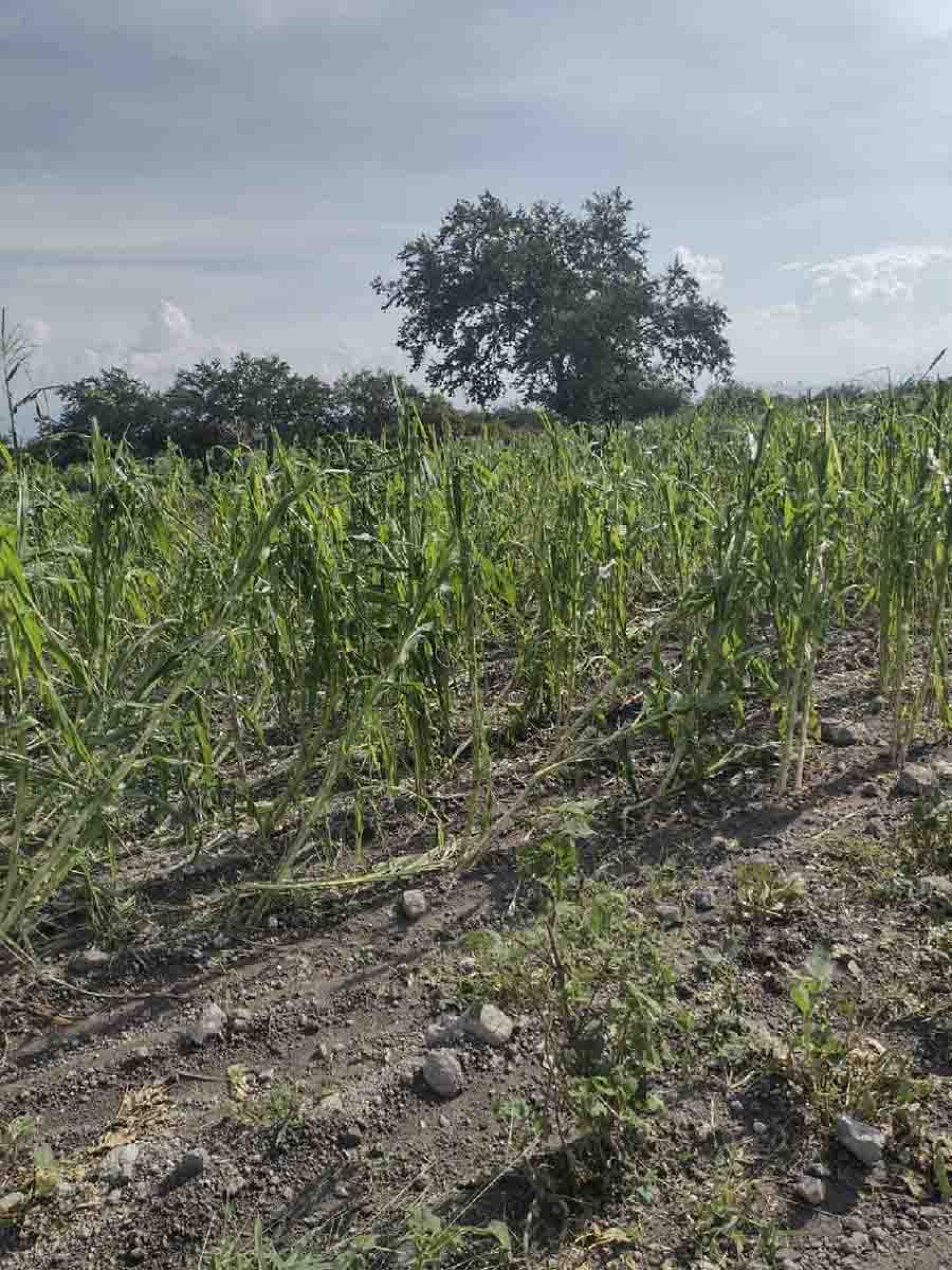 Lluvias con viento afectan sembradíos en Miacatlán y Coatetelco