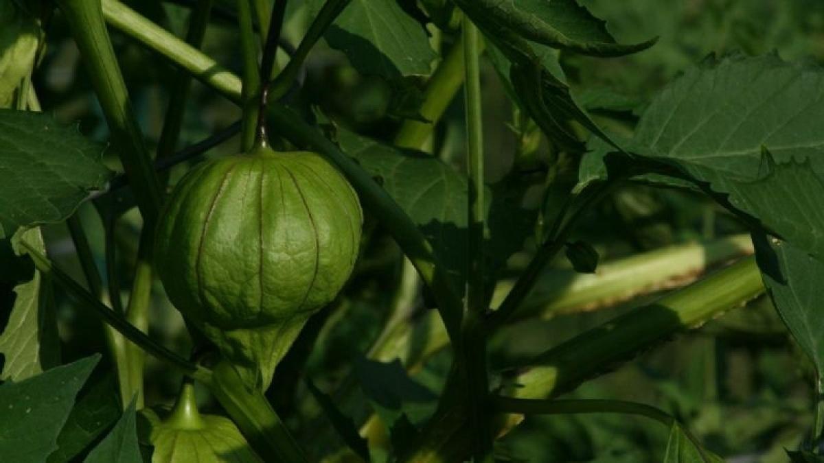 7 vegetales que puedes sembrar en septiembre para aprovechar la temporada