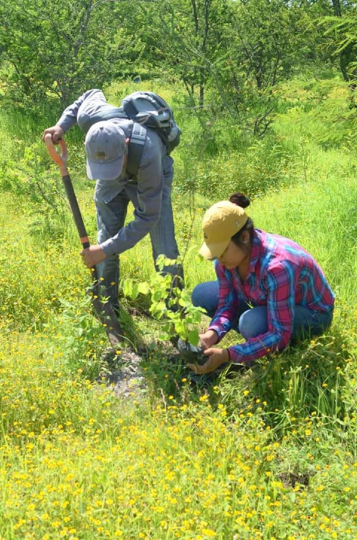 Plantarán 500 árboles en cerro de Jojutla
