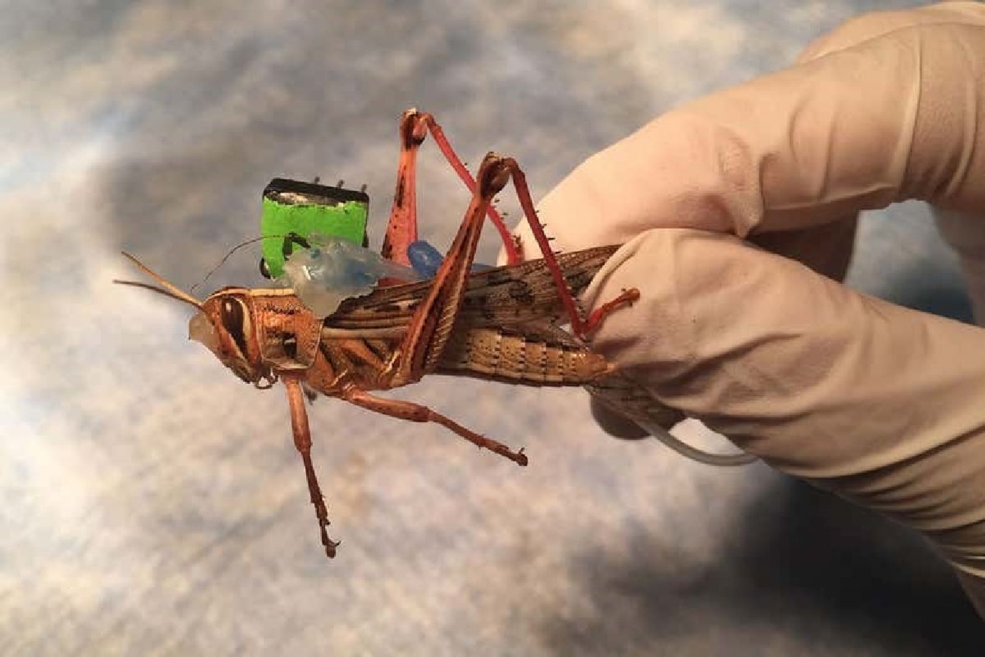 Investigadores usan chapulines para detectar vapores químicos explosivos