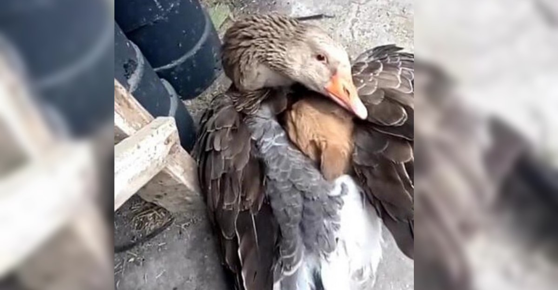 #VIRAL: Pato acurruca a un perro entre sus alas para calentarlo
