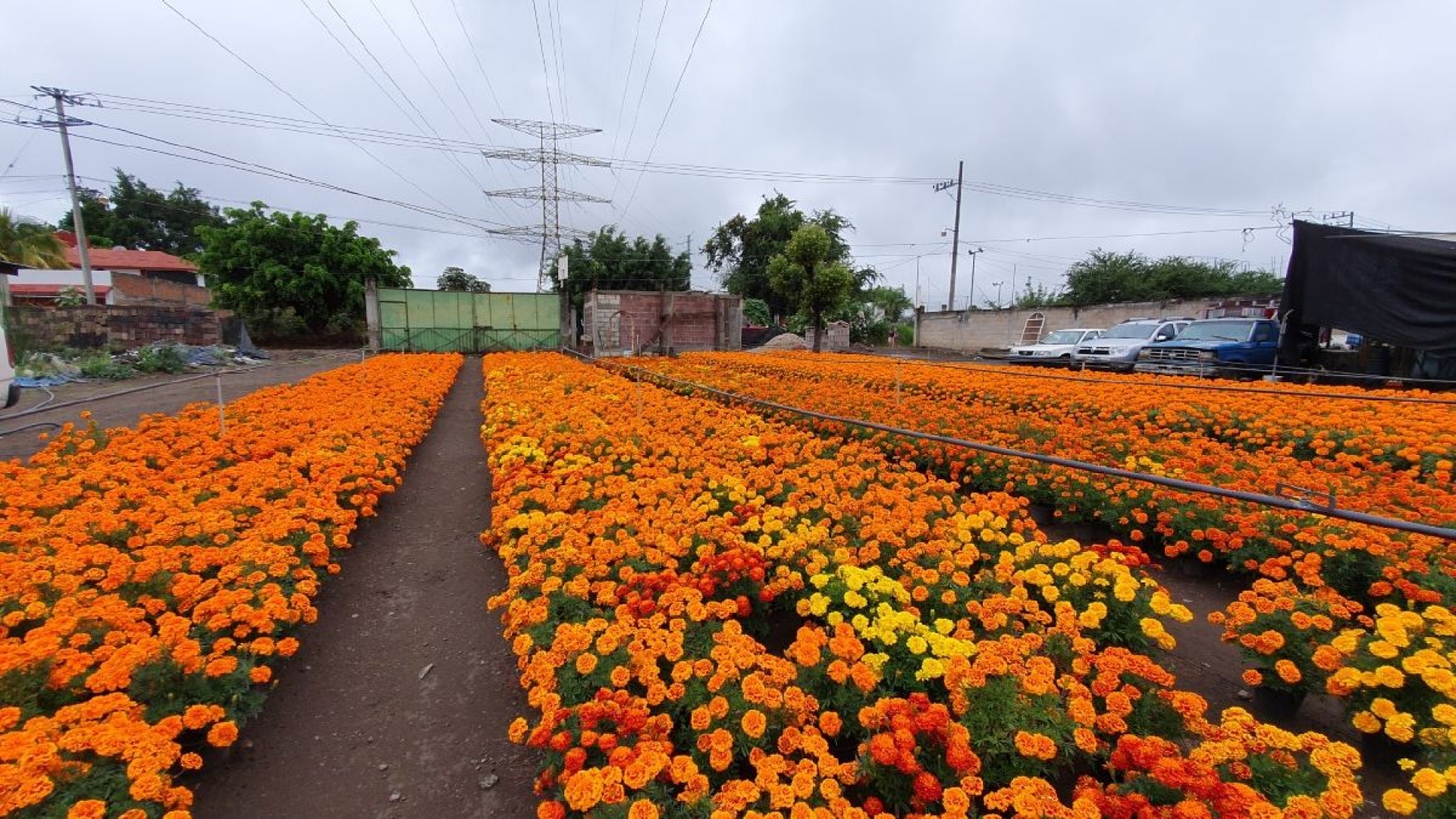 Productores de flor de cempasúchil, listos para la temporada