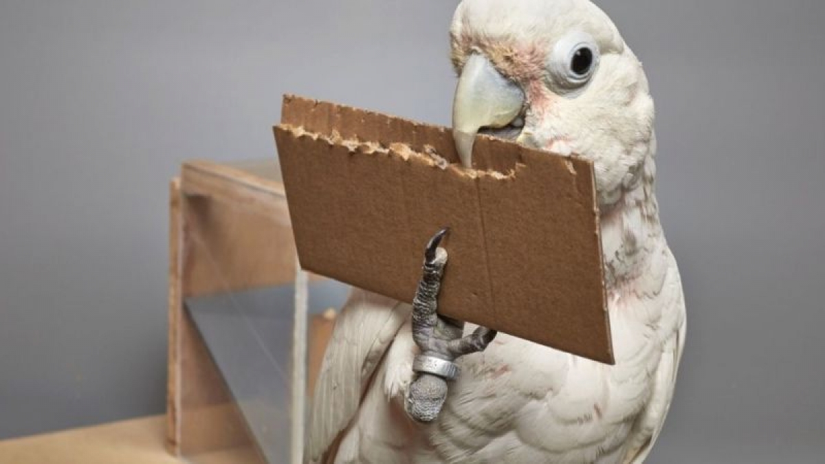 Los científicos están fascinados con esta cacatúa que fabrica herramientas de distintos materiales