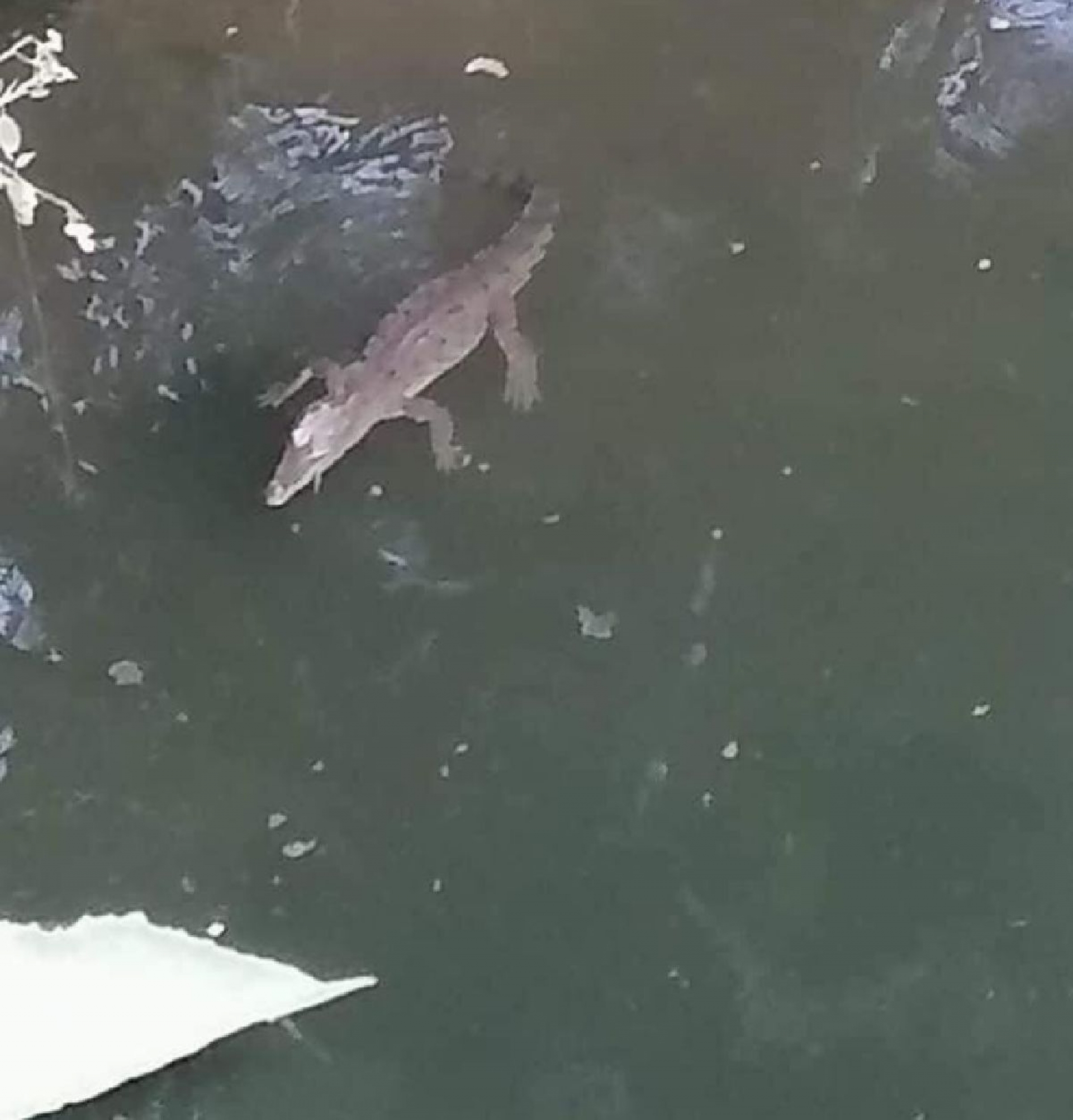 Alertan por la presencia de un cocodrilo en el río Tembembe