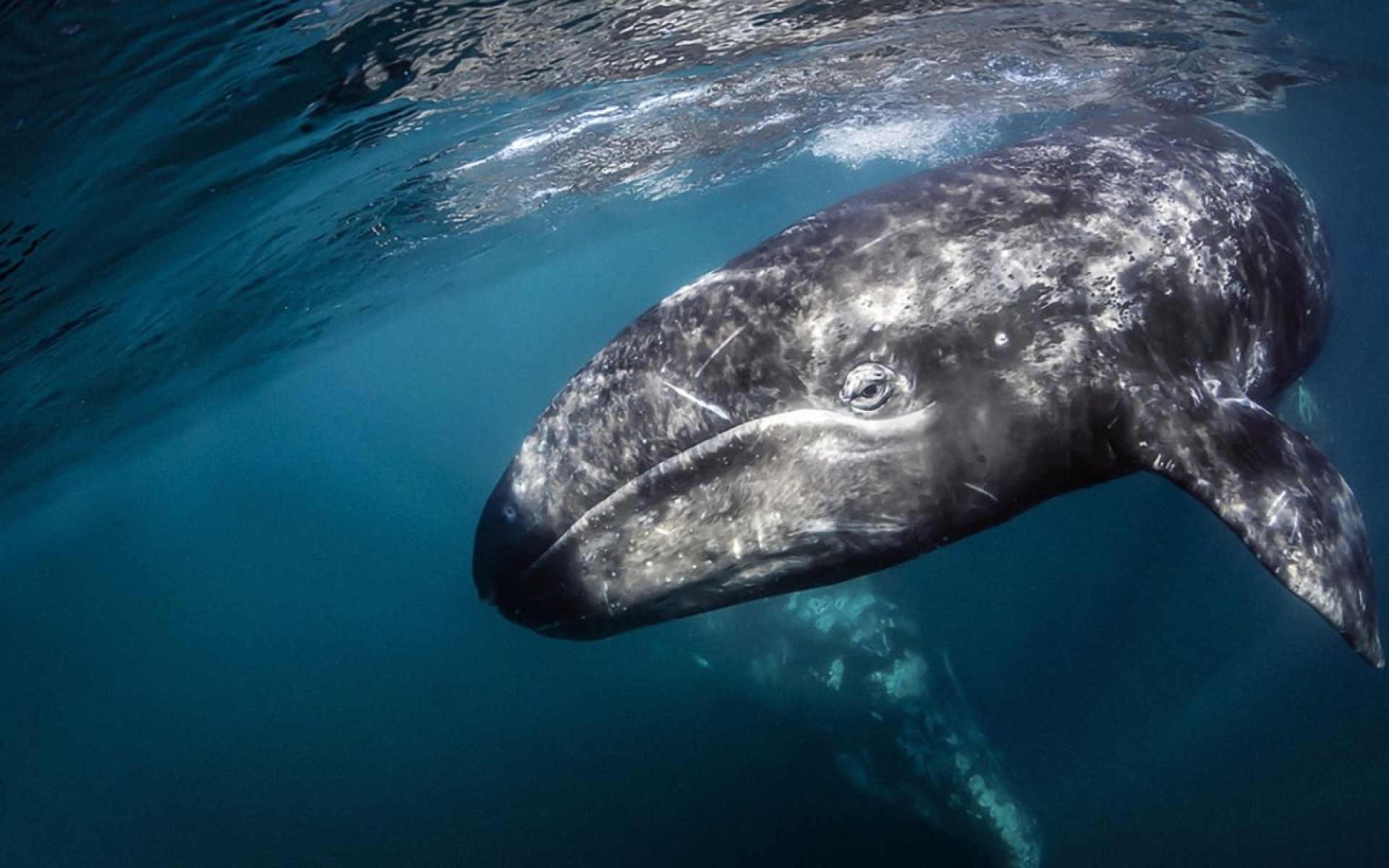Ballenas grises del Pacífico reducen su tamaño en un 13%, indica estudio