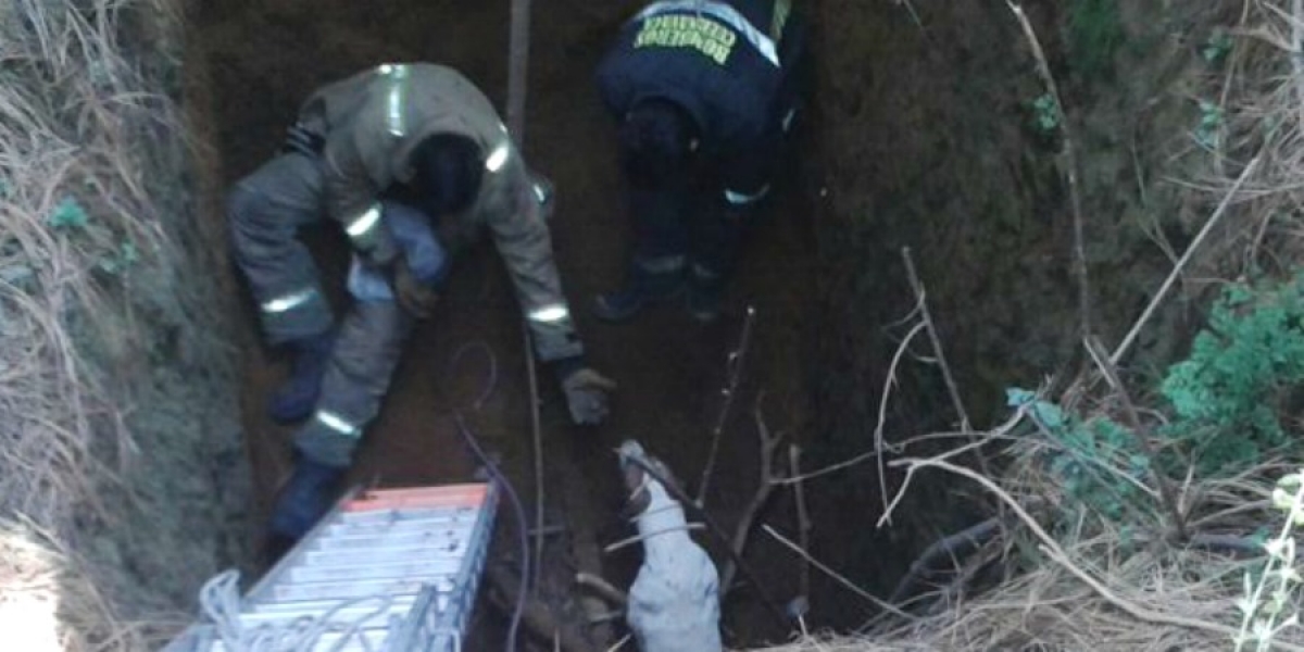 Rescatan bomberos de Cuernavaca a perro que cayó en fosa séptica