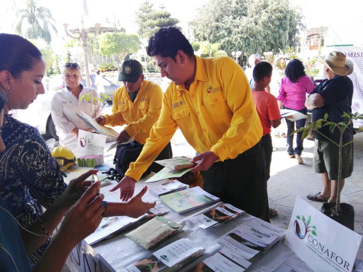 Reforestadas, dos mil 856 hectáreas en Morelos: Conafor