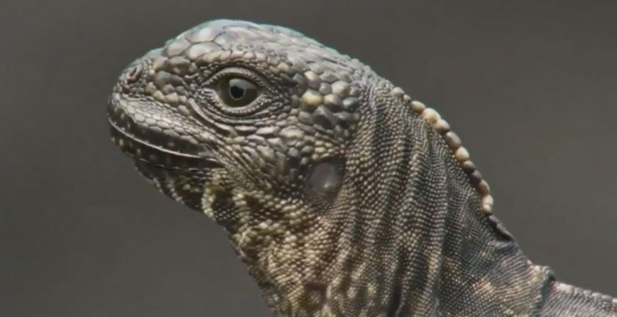 VIDEO: Planet Earth 2, BBC: Lagarto perseguido por decenas de serpientes hambrientas