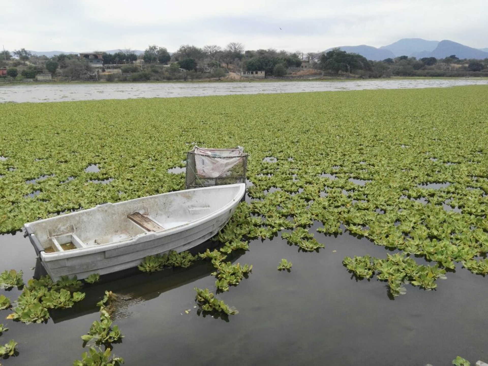 Preparan plan de erradicación de plaga de lirio acuático en presas del poniente