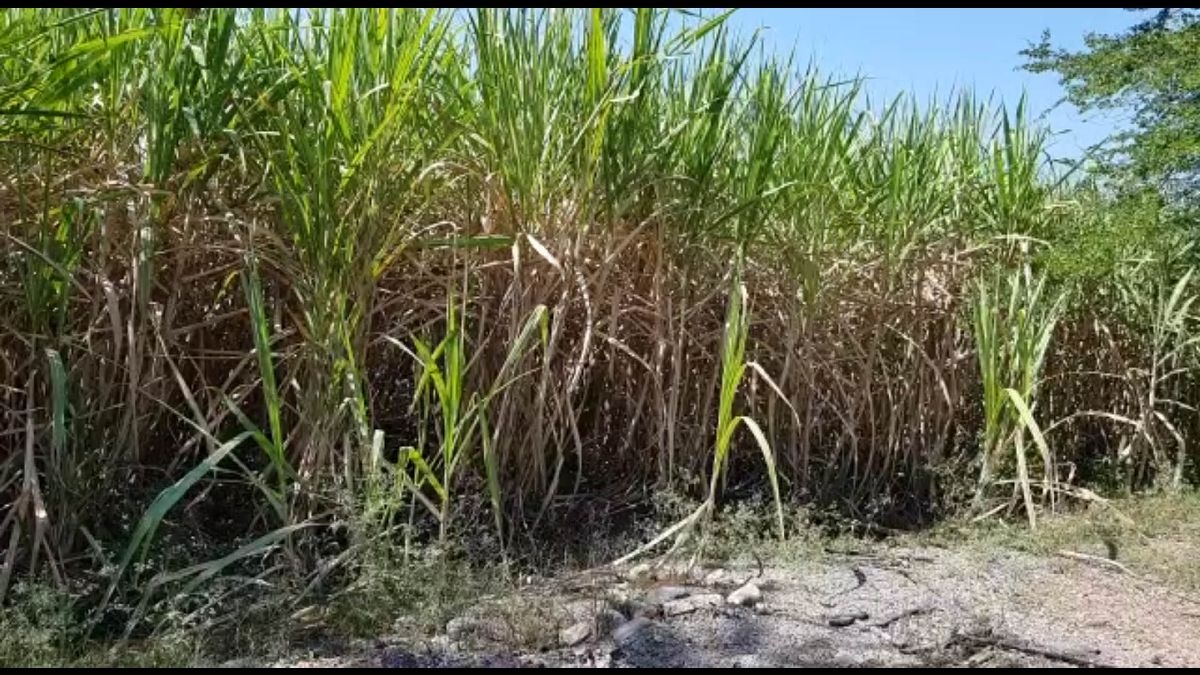 Productores de caña, a la espera de su liquidación