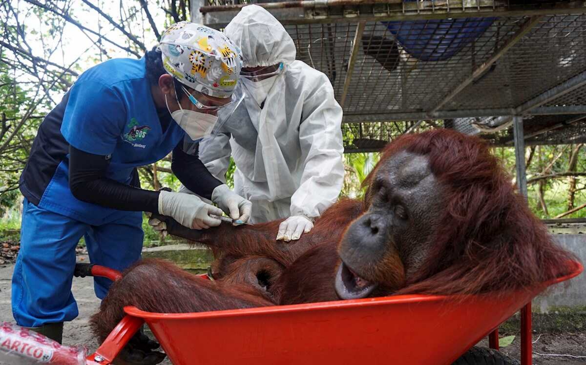 Simios de EU, primeros animales en el mundo en recibir vacuna COVID-19