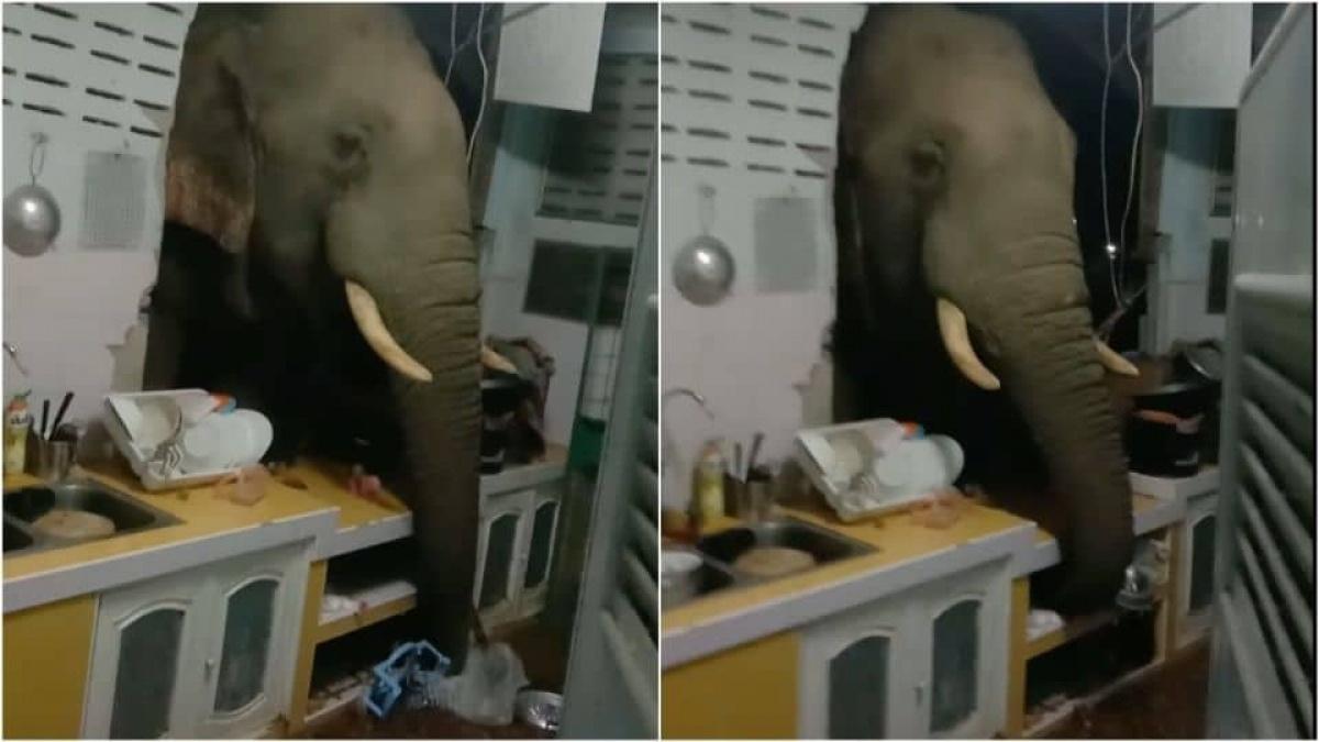 Familia recibe la visita de un elefante en su cocina