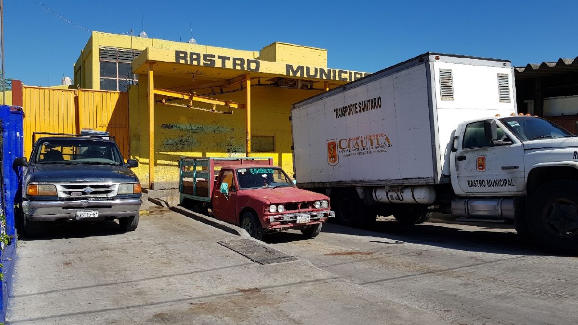 Libres de enfermedades y clembuterol, animales sacrificados en rastro de Cuautla