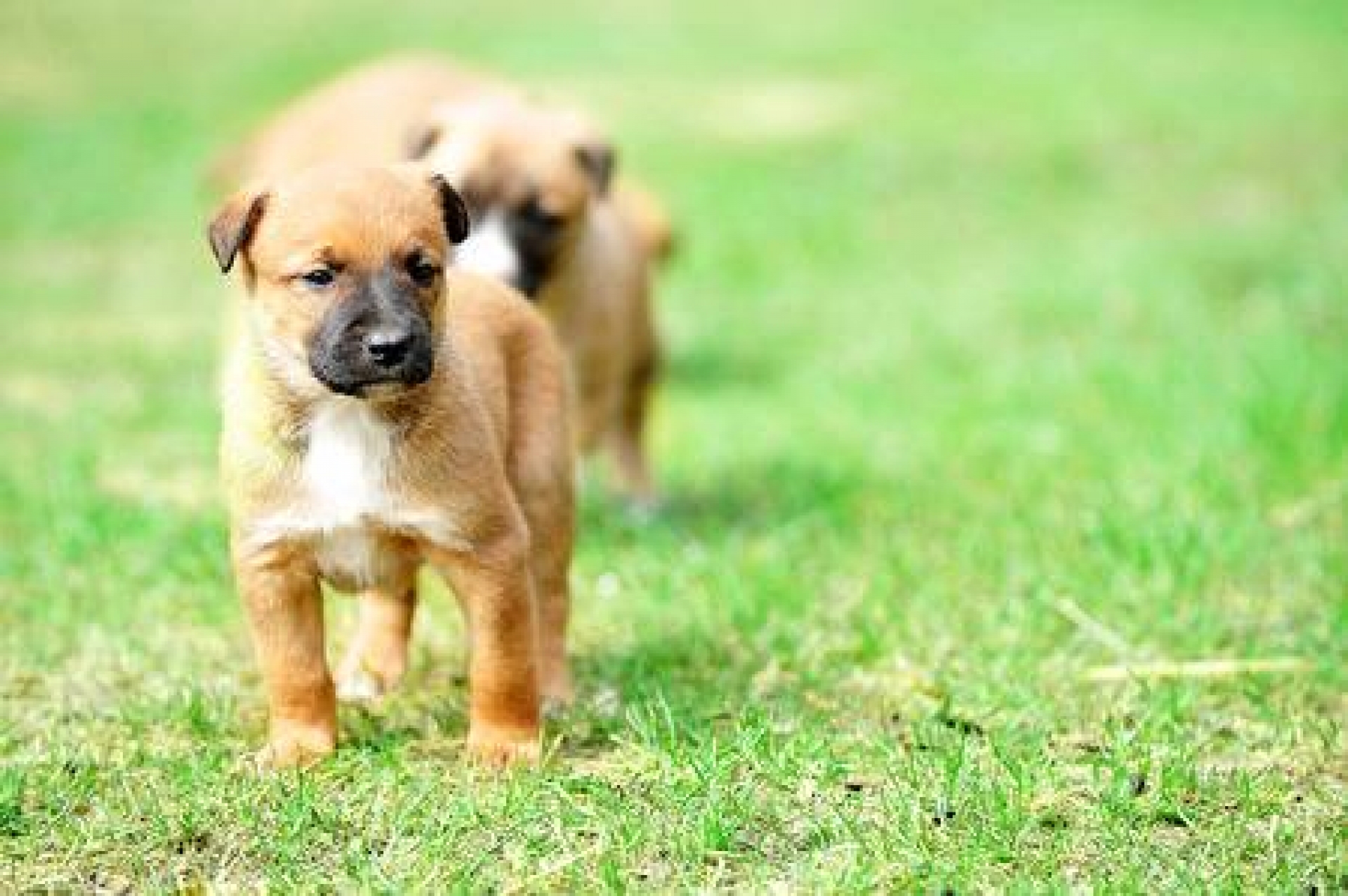 Denuncia exombudsman robo de su perro y exhibe al presunto ladrón