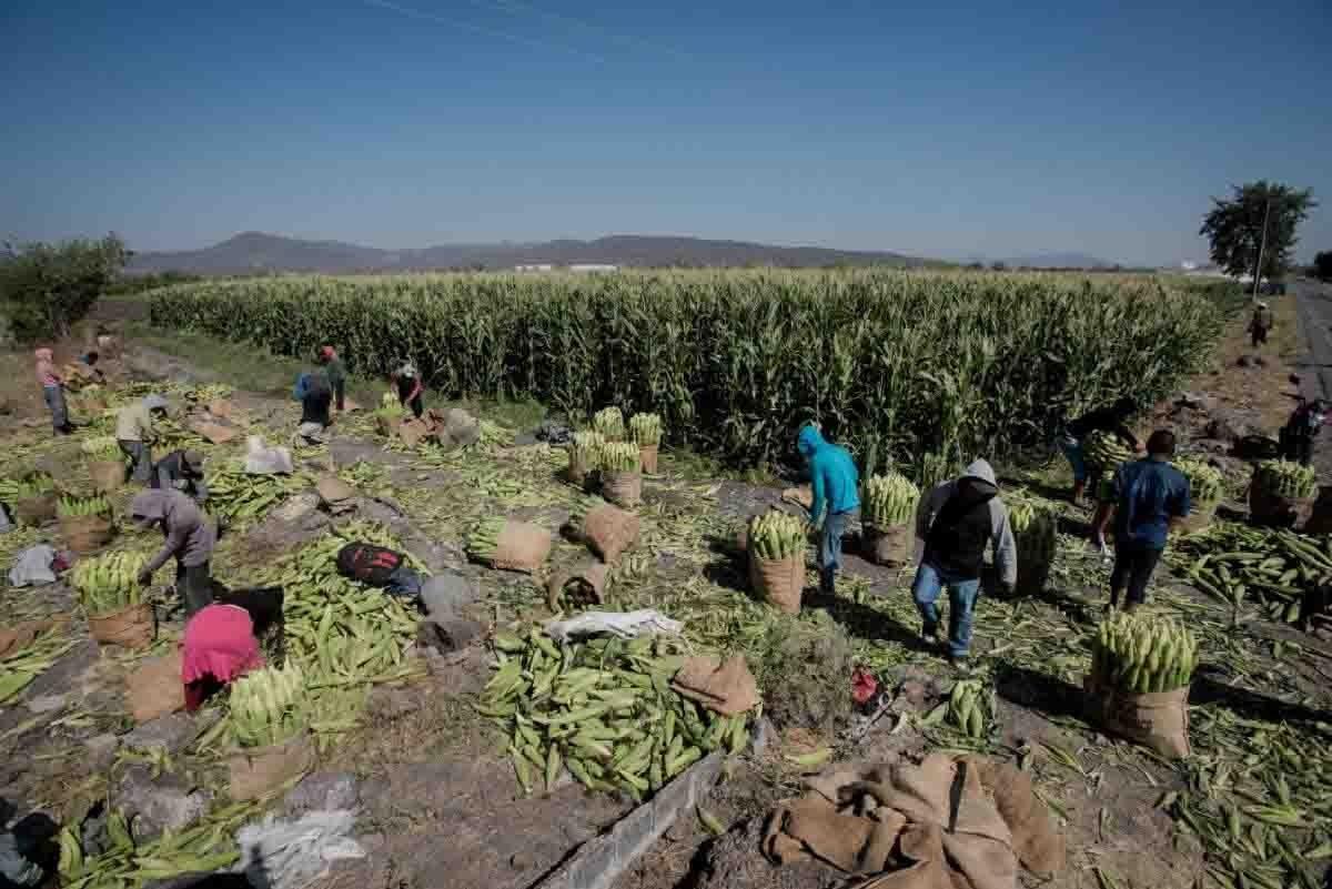 La pandemia dificultó la investigación en la FCA