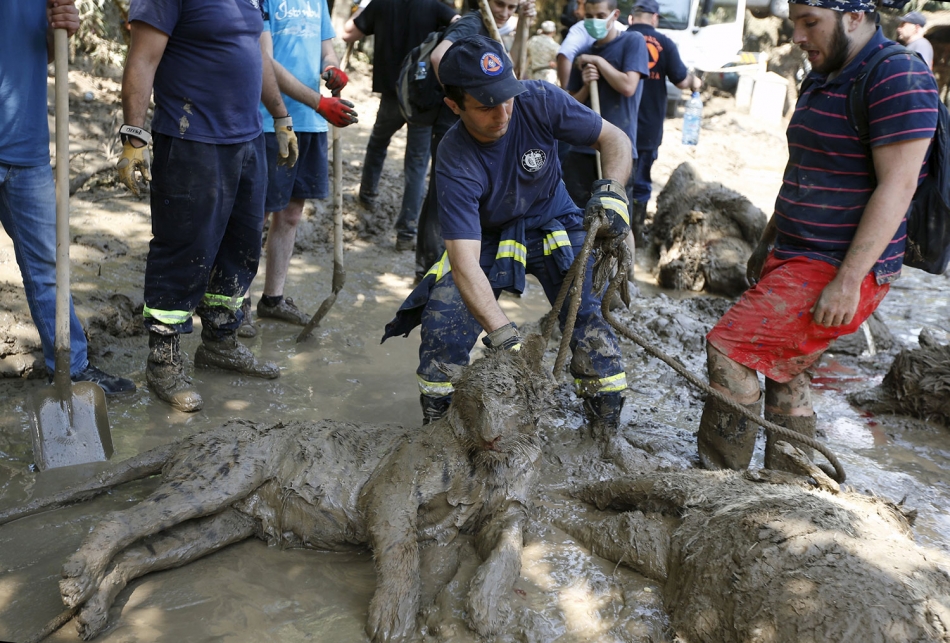 Lluvias 'inundan' Georgia con animales salvajes