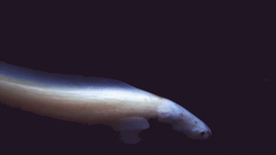 Un drone submarino descubre nuevas y extrañas especies en el fondo el mar