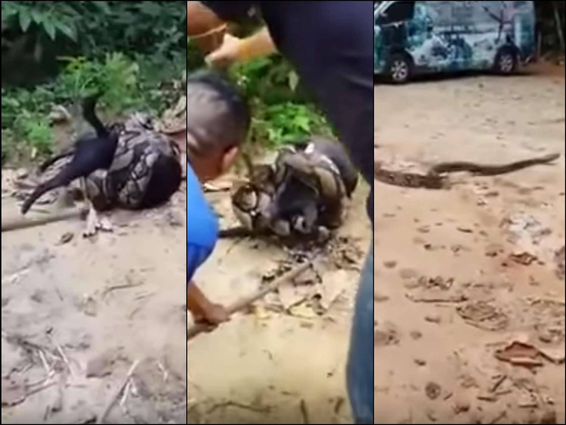 VIDEO: Salvan a perro de ser estrangulado por una boa