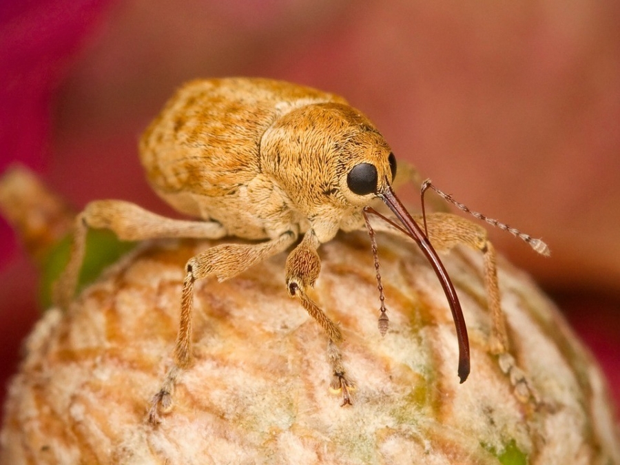 Investigadores de Coahuila descubren cuatro nuevas especies de gorgojos en México