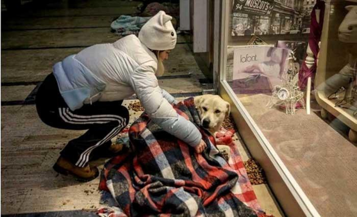 Centro comercial en Turquía abre sus puertas a perritos callejeros por frío