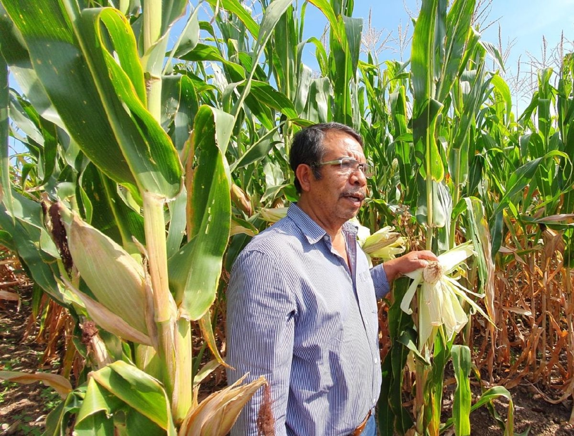 Buscan precios competitivos para venta de maíz y sorgo