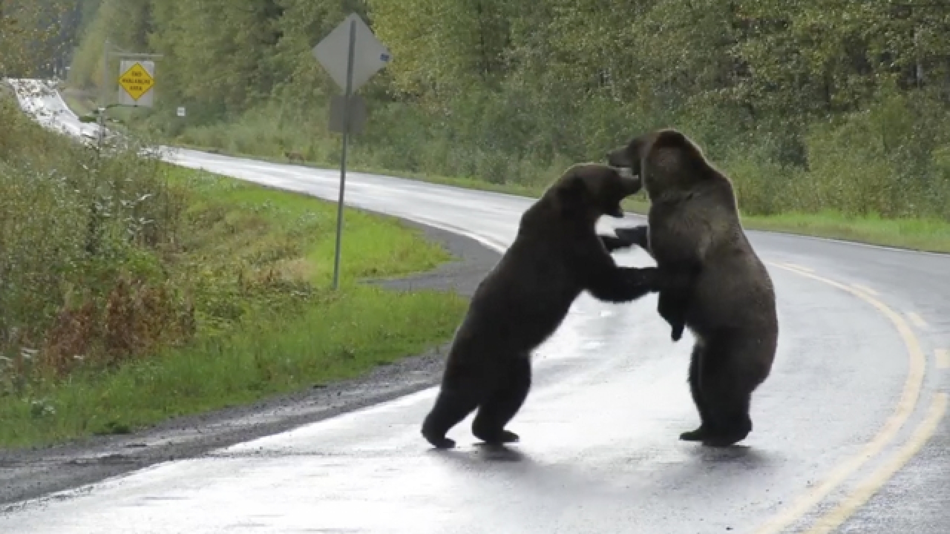 Típico en Canadá, vas manejando y en plena carretera ves pelea de osos grizzly