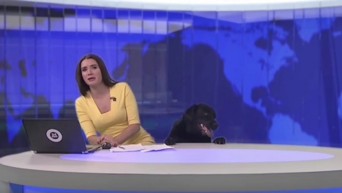 Perro interrumpe noticiario en vivo