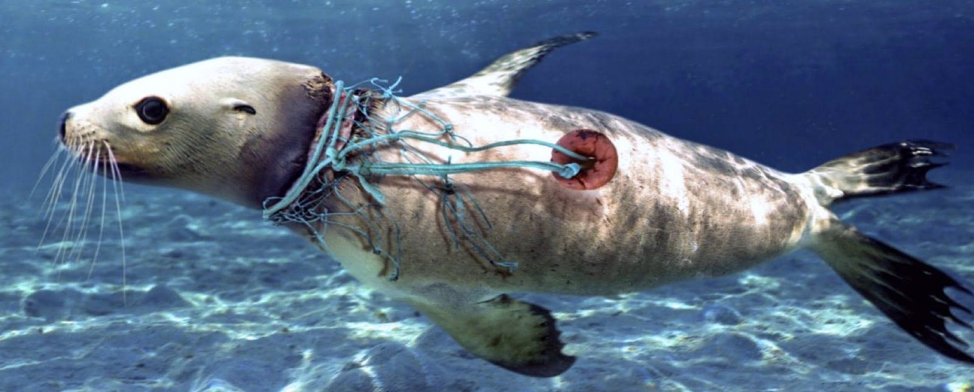 Por qué los animales marinos se extinguirán antes que las especies terrestres